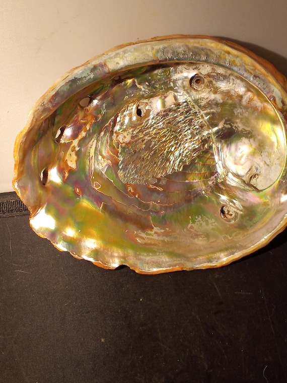 大きなアワビの貝殻 天然パウア レインボー シー グリーン ブルー