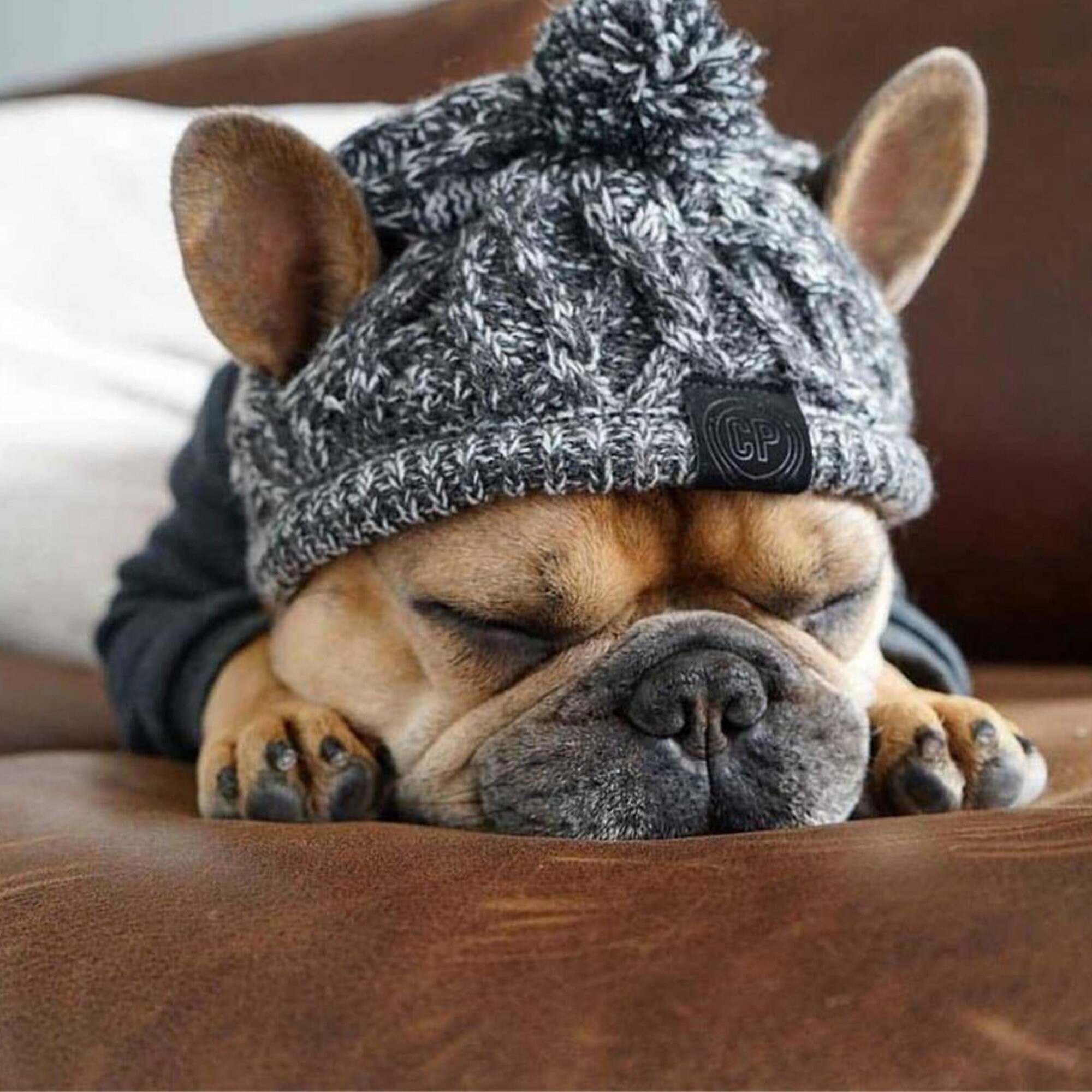 Bonnet Chapeau Carlins, Bulldogs Hiver #pugs