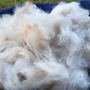 Angora Rabbit wool, English angora fur, Fiber for hand spinning, felting, or other fiber arts