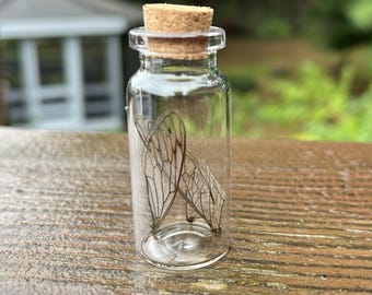 Cicada Wing Jar • Rebirth & Renewal Spell Ingredient