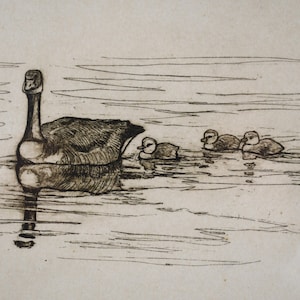 May include: A black and white line drawing of a goose swimming with three ducklings in a lake. The goose is in the foreground and the ducklings are in the background.
