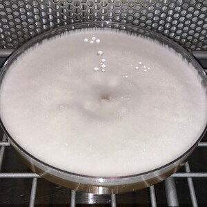 May include: A white petri dish with a white, fluffy substance growing inside. The substance has a few small, clear bubbles on the surface.