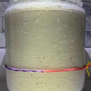 May include: A clear glass jar filled with a light beige, bubbly mixture, likely a sourdough starter. The jar is secured with a purple and red rubber band. The background features a white and gray tiled wall.