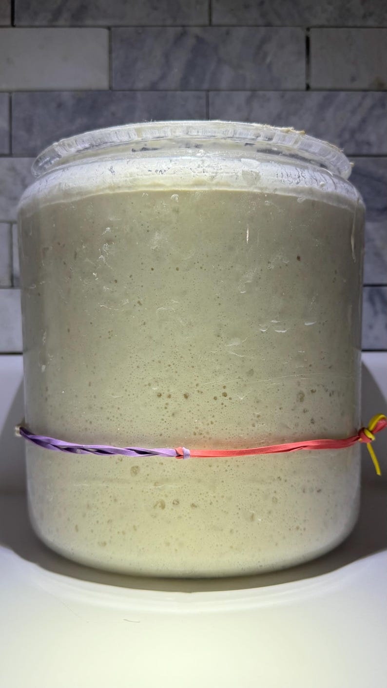 May include: A clear glass jar filled with a light beige, bubbly mixture, likely a sourdough starter. The jar is secured with a purple and red rubber band. The background features a white and gray tiled wall.