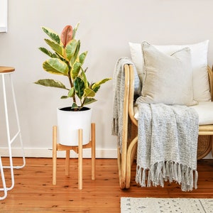 May include: A Ficus elastica 'Variegata' plant in a white pot on a wooden stand. The plant has green, yellow, and red leaves. A light grey fringed throw is draped over a rattan chair with a white cushion and pillow.