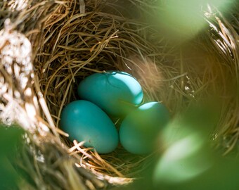 Bird Nest Photography Metallic Art Print | Photography Prints on Metallic Shimmer Photo Paper