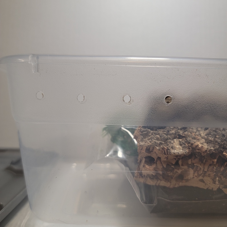 May include: A clear plastic container with holes in the side. The container is filled with a brown cork bark and green plants.