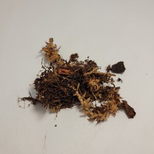 May include: A pile of brown and beige dried moss and bark, perfect for use in terrariums or as a decorative element.
