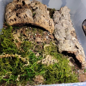 May include: A close-up of a terrarium with a brown cork bark background and green moss covering the bottom. The cork bark is in two pieces, one on top of the other.
