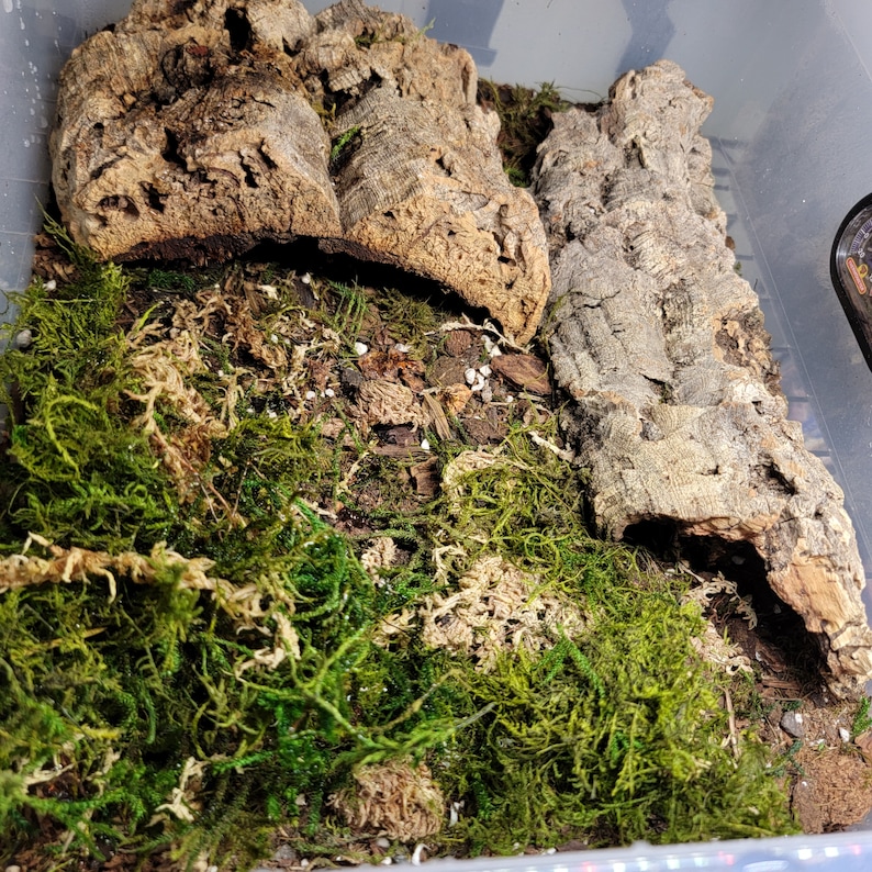 May include: A close-up of a terrarium with a brown cork bark background and green moss covering the bottom. The cork bark is in two pieces, one on top of the other.