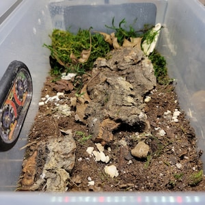 May include: A close-up of a terrarium with a brown rock, green moss, and white pebbles. The terrarium is in a clear plastic container.