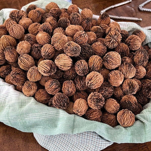 All Natural Organically Grown Black Walnuts (1 lb)
