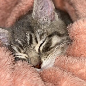 May include: A gray tabby kitten with white markings sleeps soundly on a soft, pink fuzzy blanket.