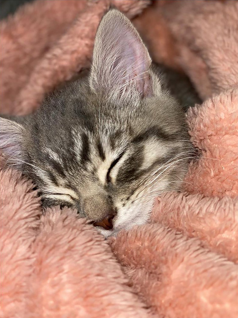 May include: A gray tabby kitten with white markings sleeps soundly on a soft, pink fuzzy blanket.