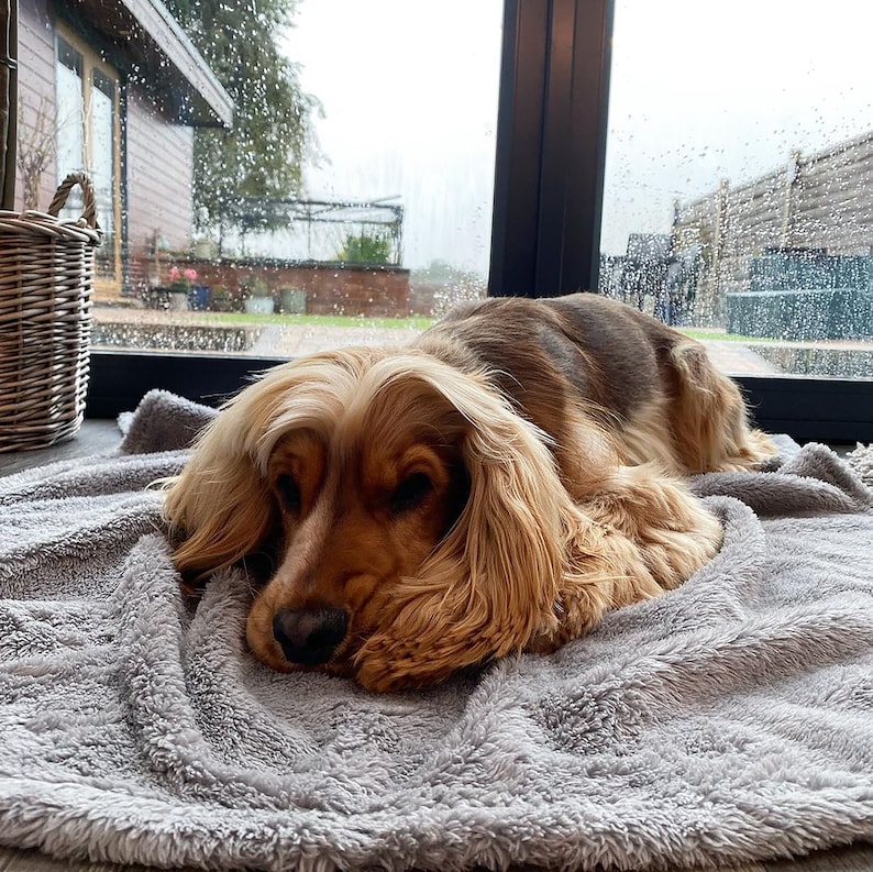 May include: A brown and white Cocker Spaniel dog with long, flowing hair is lying on a gray fluffy blanket. The dog is looking at the camera with its head resting on its paws. The dog is in front of a window with rain drops on the glass.