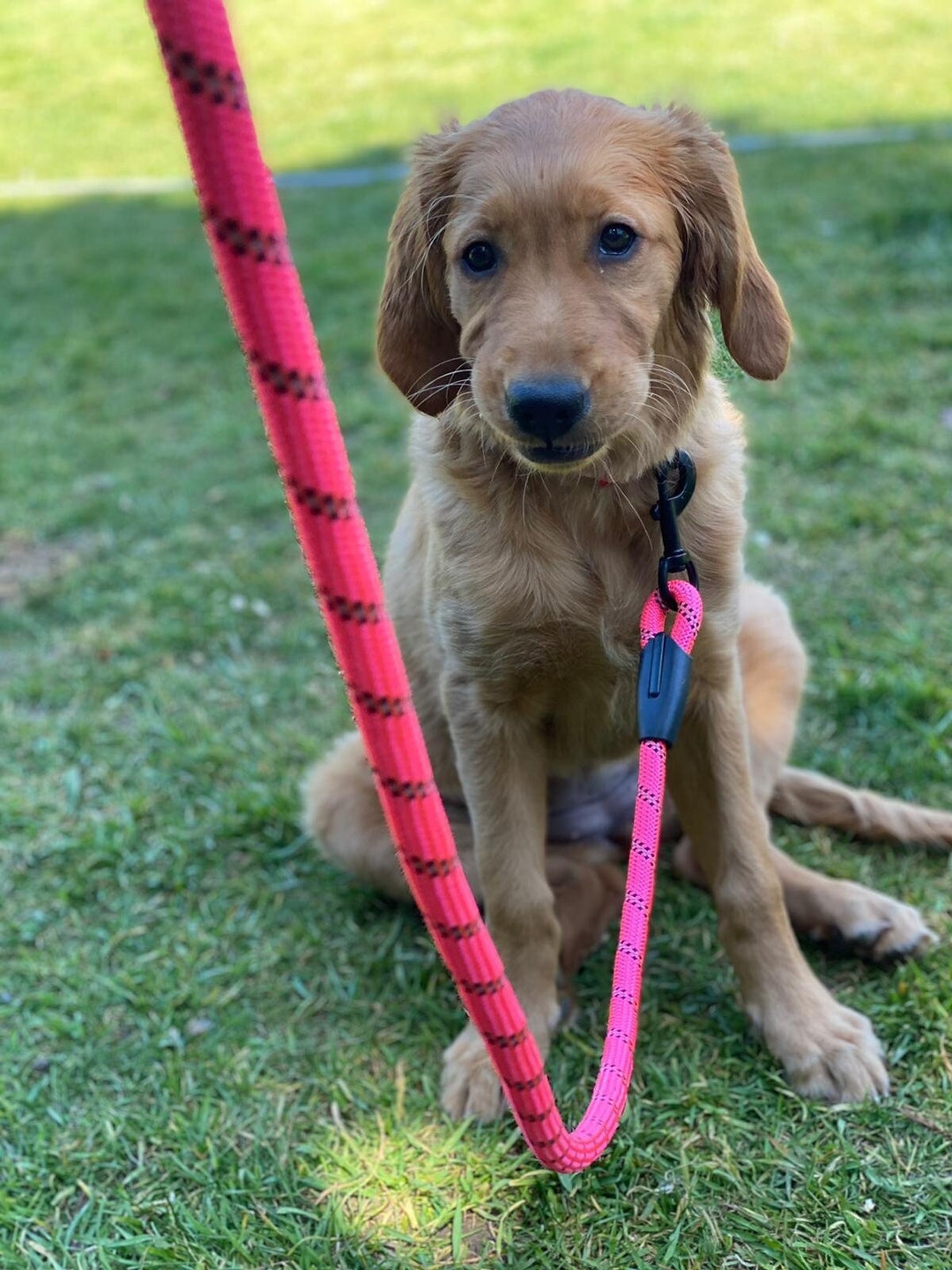 Rust Dog Rope Lead Reflective Dog Rope Lead: Padded Handle, High Strength - Etsy
