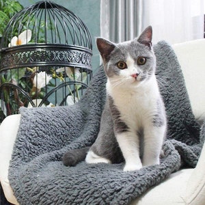 May include: A gray and white cat with green eyes sits on a gray fuzzy blanket in a white chair. The cat is looking directly at the camera.
