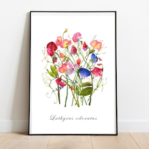 Lathyrus odoratus geurende erwt aquarel print muur kunst A4/A5