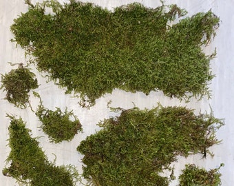 Mousse vivante séchée