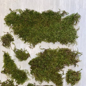 Dried live moss