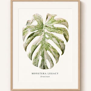 Monstera legacy - Etsy 日本