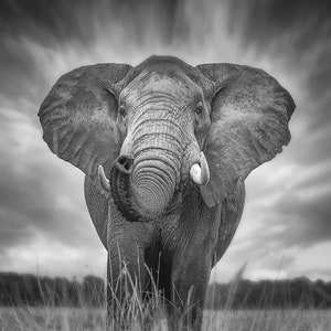 Digital photo of African Elephant - &#39;Warning Sign&#39;