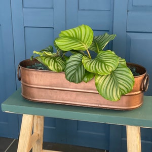 cheny plante Chinese Money Plant – Plant Detectives main image 1