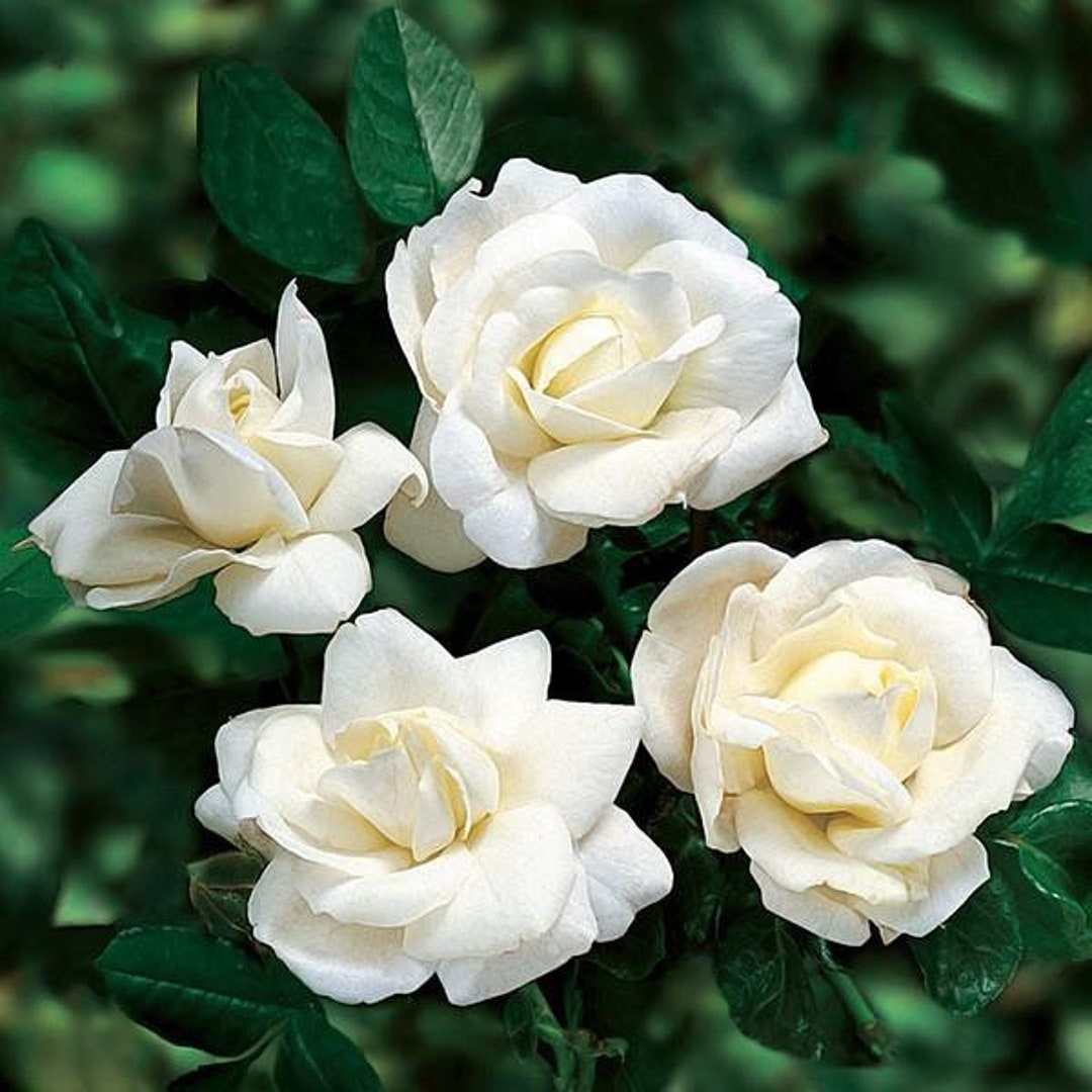 White Miniature Rose Live Plant, Mini Rose Bush, Own Root Rose Starter