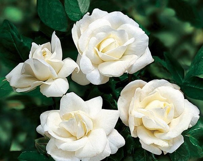 RARE-MINIATURE ROSE Red Flower Plant Tree- 3,10,20 or 30 Seeds ...
