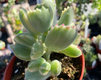 Cotyledon Tomentosa Bear Paws Sukulent - doniczka 4''