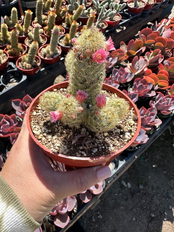 Erdnuss Kaktus Echinopsis Chamaecereus Sukkulente im 10 cm Topf