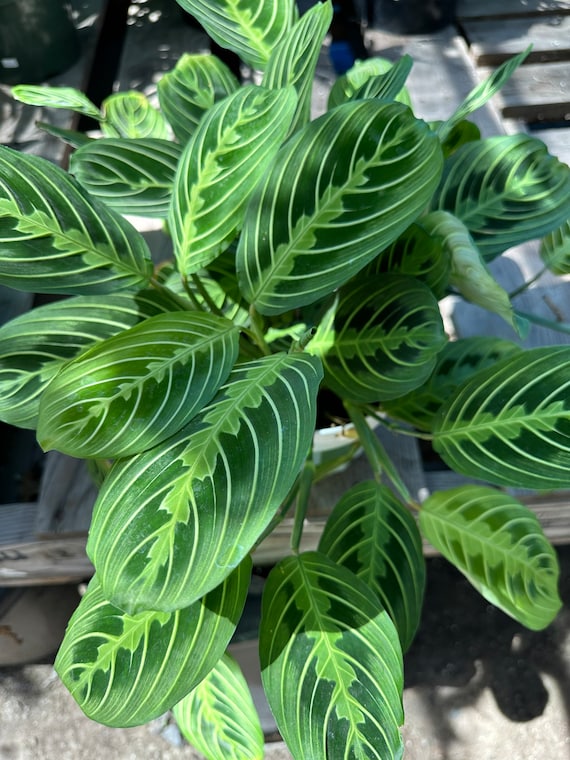 Zitrone Limette Gebetspflanze - Maranta Leuconeura - Seltene Sorte -  Tropische Pflanze - Etsy sterreich