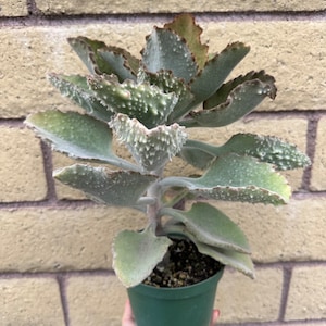 Kalanchoë Beharensis Fang in pot van 6 inch