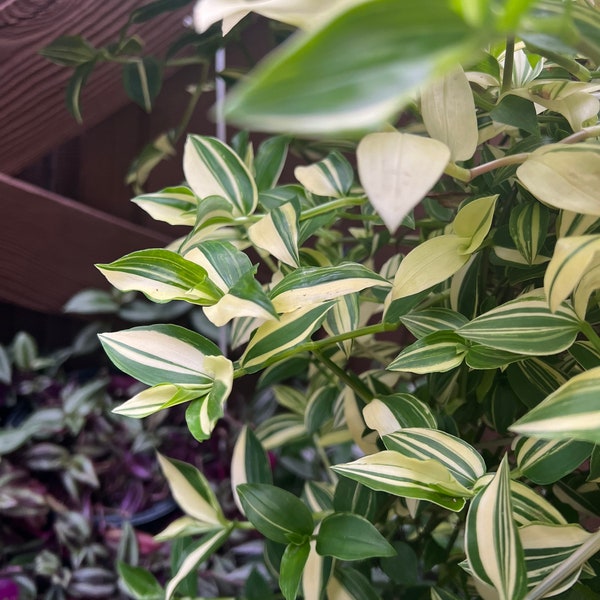 Tradescantia Green and Cream(White) Wandering Jew Trailing Plant Indoor or Outdoor- 5 cuttings