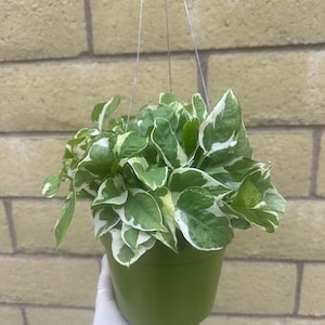 May include: A hanging potted plant with green and white variegated leaves. The plant is in a green plastic pot suspended by thin metal wires. The background is a light brown brick wall.