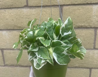 Pothos N' Joy, Epipremnum Aureum, Devil’s Ivy,  Indoor Houseplant, Variegated Pothos Plant 6” Pot