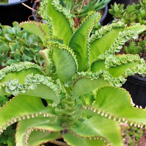 May include: A close-up of a green succulent plant with scalloped leaves. The leaves have small, round, green buds along the edges.