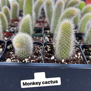 Puede incluir: Primer plano de una bandeja de pequeñas plantas de cactus mono verdes y peludas. La bandeja está etiquetada como "Cactus mono".