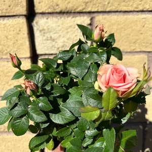 Pale Light Pink Miniature Rose Live Plant, Mini Rose Bush, Own Root Rose Starter Plant in 4” Pot