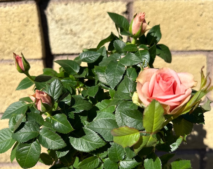 RARE-MINIATURE ROSE Red Flower Plant Tree- 3,10,20 or 30 Seeds ...