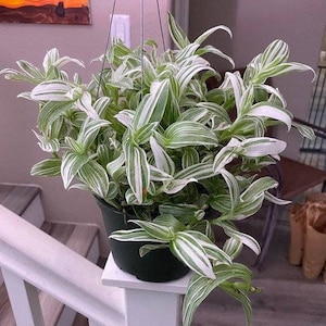 Stekken Witte Tradescantia Stripe albiflora variegata Kamerplanten Levende Plant Zeldzame Snelgroeiende Planten Home Decor Gift Geen Wortels - 5 stekken