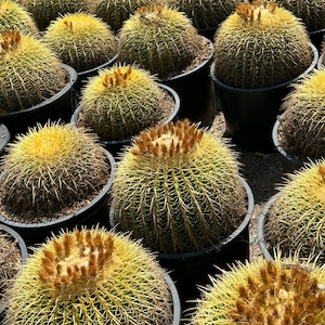 Cactus barril dorado monstruoso, suculenta Echinocactus grusonii