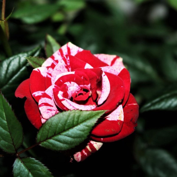 Rose red white Miniature Rose Live Plant, Mini Rose Bush Rare Purple Color 4” Pot