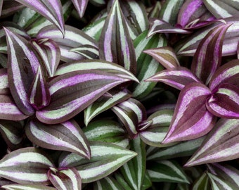 5 Esquejes Tradescantia Zebrina Color Borgoña Judío Errante ENVÍO GRATIS