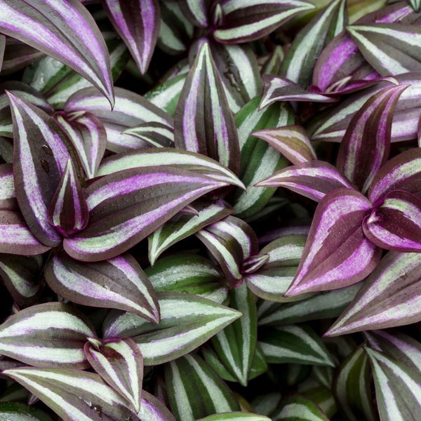 5 Cuttings Tradescantia Zebrina Burgundy Color Wandering Jew FREE SHIPPING