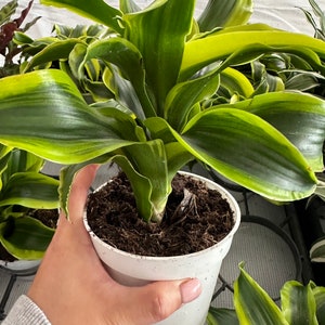 Dracaena Dragon Tornado 6 "levende plant