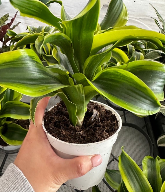 Dracaena Dragon Tornado 6 Live Plant - Etsy