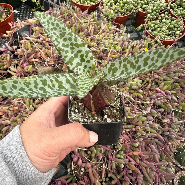 Ledebouria ovatifolia ‘Silver Squill’ 2” pot