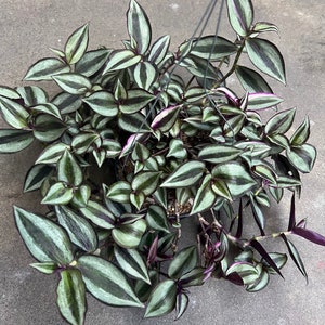 Tradescantia Zebrina “Wandering Jew” in 6” pot PLUS FREE SHIPPING