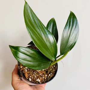 Rhaphidophora decursiva, Drachenschwanz, Aroid, Zimmerpflanze 10 cm Topf